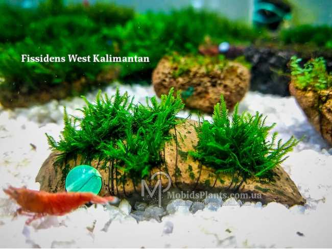 Fissidens West Kalimantan