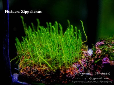 Мох Фиссиденс Зипелианус (Fissidens Zippelianus) Мох Фиссиденс Зипелианус (Fissidens Zippelianus)