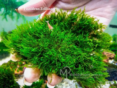Fissidens Zollingeri Fissidens Zollingeri