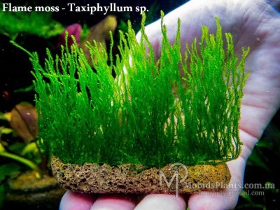 Мох Пламя (Flame moss - Taxiphyllum sp.) Мох Пламя (Flame moss - Taxiphyllum sp.)