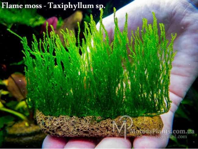 Мох Полум'я (Flame moss - Taxiphyllum sp.)