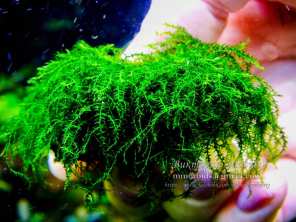 Мох moss sp. Gunung Panti Johor Malaysia