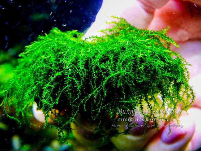 Мох moss sp. Gunung Panti Johor Malaysia