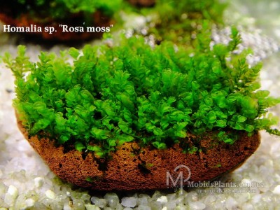Мох Хомалия Роза (Homalia sp. "Rosa moss")