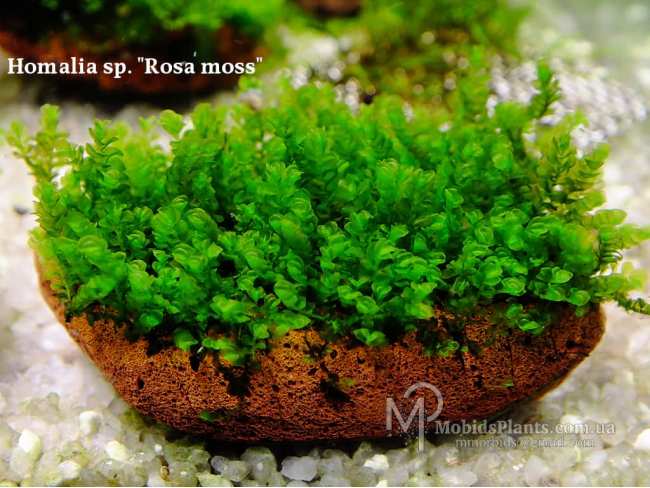 Homalia sp. "Rosa moss"