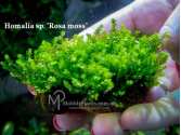 Homalia sp. "Rosa moss"