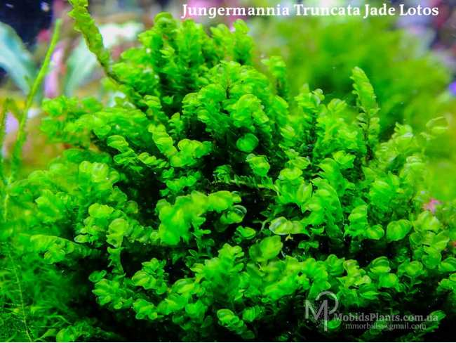 Мох Юнгерманія Нефритовий Лотус (Jungermannia Truncata Jade Lotos)