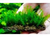 Мох Міліметр (Barbula sp. millimeter moss)