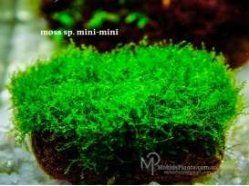 Мох міні-міні (moss sp. mini-mini)