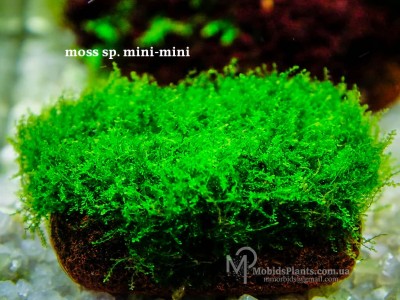 Мох мини-мини (moss sp. mini-mini)