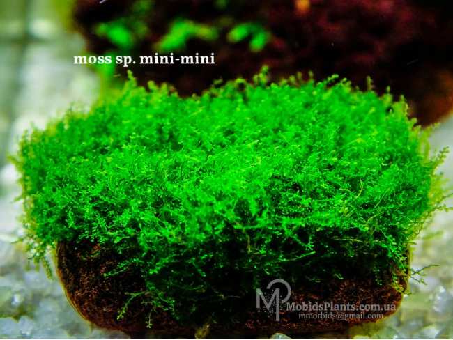 Мох міні-міні (moss sp. mini-mini)