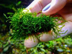 Мох Mini Weeping moss