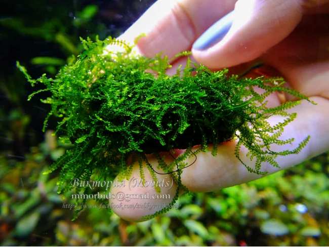 Мох Mini Weeping moss