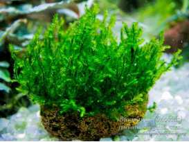 Мох moss sp. Batang Ai