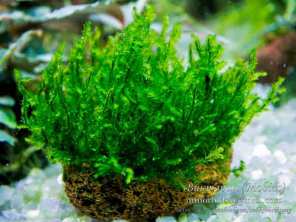 Мох moss sp. Batang Ai