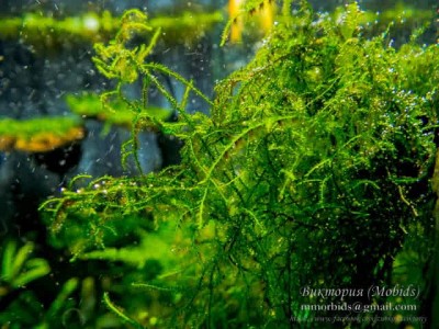 Мох Трамассери (moss sp. Thamarassery) Мох Трамассери (moss sp. Thamarassery)