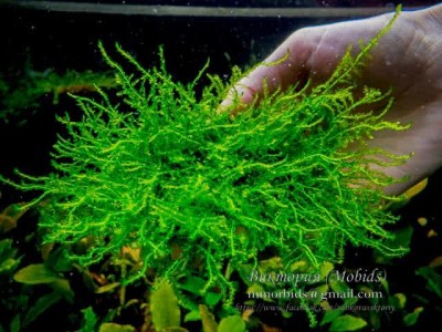 Мох Павлиний (Peacock Moss) Мох Павлиний (Peacock Moss)