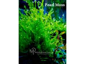 Мох Перлинний (Pearl Moss - Blepharostoma trichophyllum)