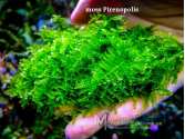 Мох moss Pirenopolis