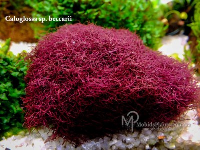 Caloglossa sp. beccarii Caloglossa sp. beccarii