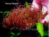 Thorea Hispida