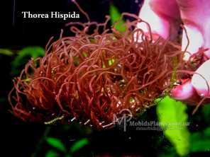 Thorea Hispida