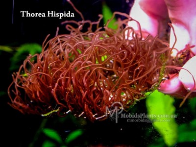 Thorea Hispida Thorea Hispida