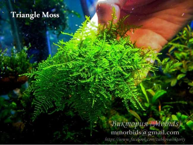 Мох Трикутний (Triangle Moss - Cratoneuron filicinum)