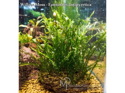 Мох Виллоу (Willow Moss - Fontinalis antipyretica)