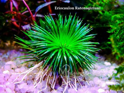 Эриокаулон Ратонагириуни (Eriocaulon Ratonagiriuni)