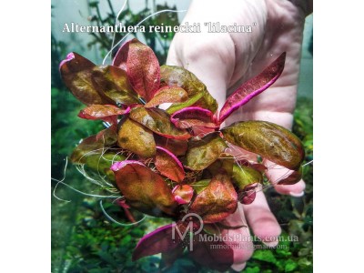 Альтернантера Лиловая (Alternanthera reineckii lilacina)