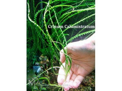 Кринум Каламистратум (Crinum Calamistratum)