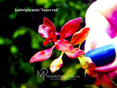 Людвигия мини Супер ред (Ludwigia mini Super red)