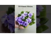 Фіалка СК-Новая Жизнь (А. Кузнецов) Фіалка СК-Новая Жизнь (А. Кузнецов)