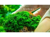 Мох Riccardia sp. µ