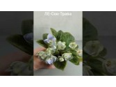 Фіалка ЛЕ-Сон-Трава (Е.Лебецкая) Фіалка ЛЕ-Сон-Трава (Е.Лебецкая)