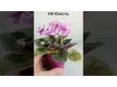 НК-Юність (Н.Козак) НК-Юність (Н.Козак)
