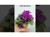 Jolly Bambino (H. Pittman)