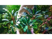 Буцефаландра Bucephalandra sp. Palm Tree, Daerah Sanggau