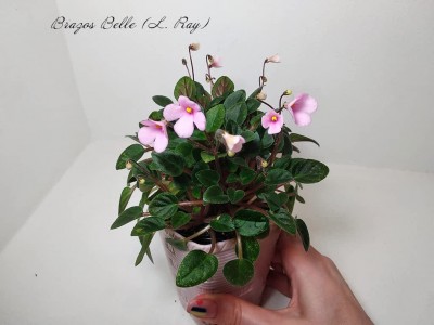 Фиалка Brazos Belle (L. Ray)