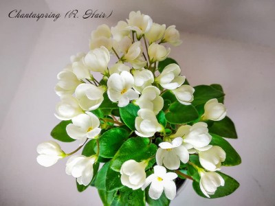 Фиалка Chantaspring (R. Hair)