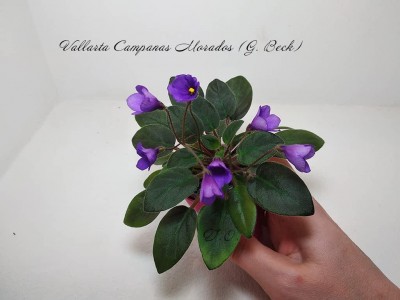 Фиалка Vallarta Campanas Morados (G. Beck)
