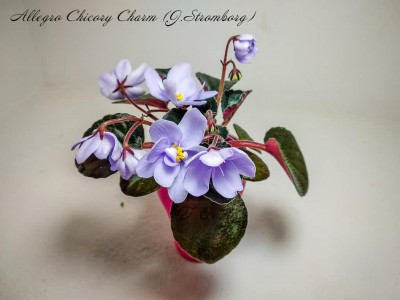 Фиалка Allegro Chicory Charm (J. Stromborg)