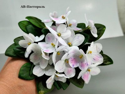 Фиалка АВ-Пастораль