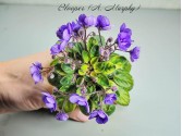 Blooper (A.Murphy) Blooper (A.Murphy)