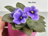 Фиалка Blue Belle Фиалка Blue Belle