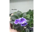 Blue Belle
