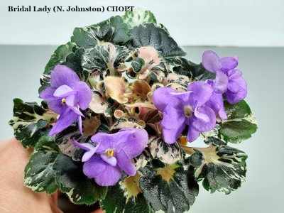 Фиалка Bridal Lady (N.Johnston) Спорт Фиалка Bridal Lady (N.Johnston) Спорт