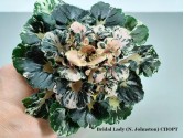 Фиалка Bridal Lady (N.Johnston) Спорт Фиалка Bridal Lady (N.Johnston) Спорт