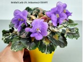 Фиалка Bridal Lady (N.Johnston) Спорт Фиалка Bridal Lady (N.Johnston) Спорт